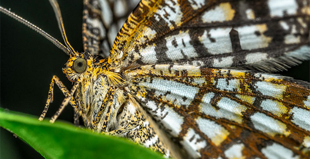 Schutz von Natur und Biodiversität Schmetterling